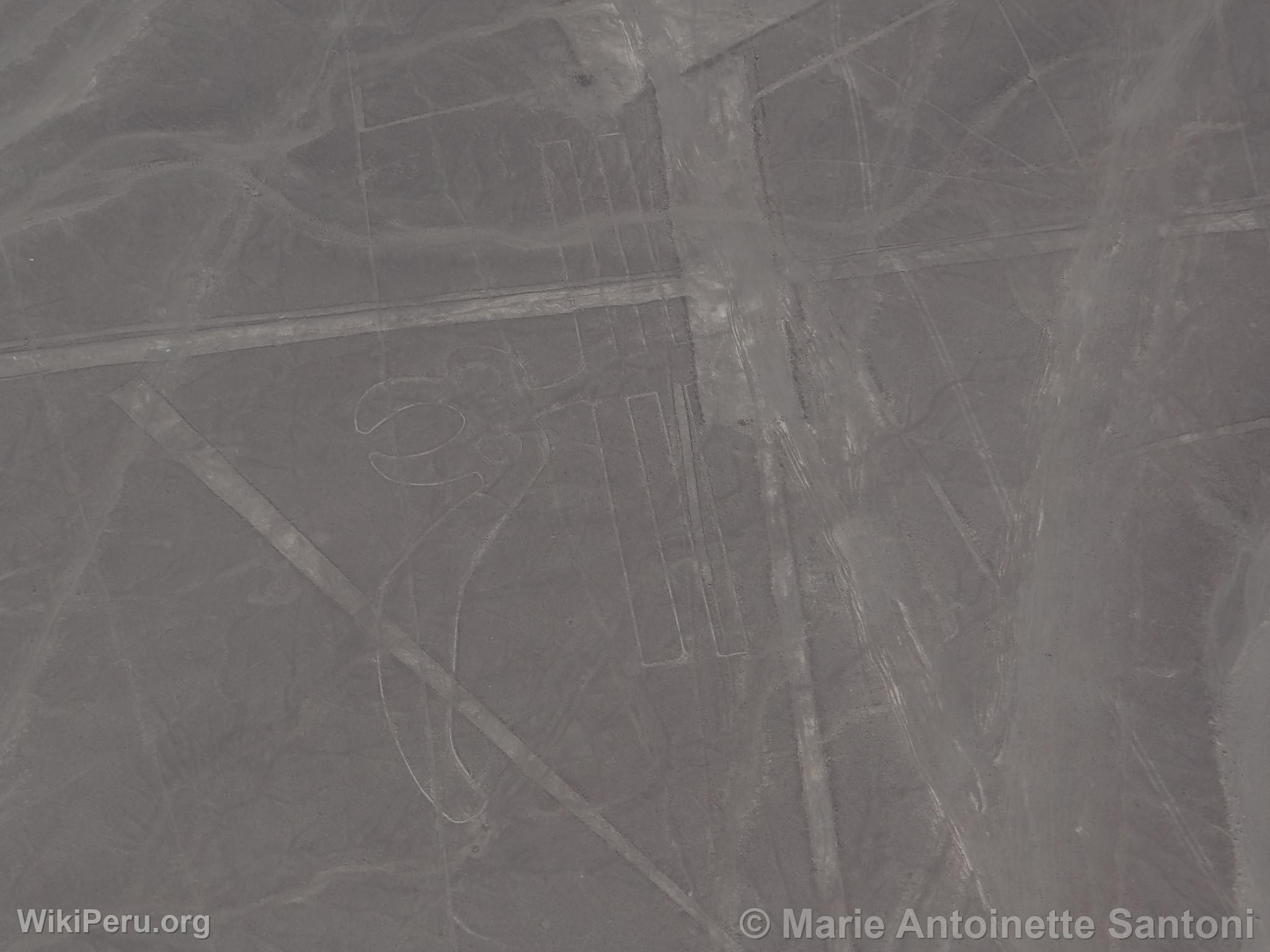 Nazca lines