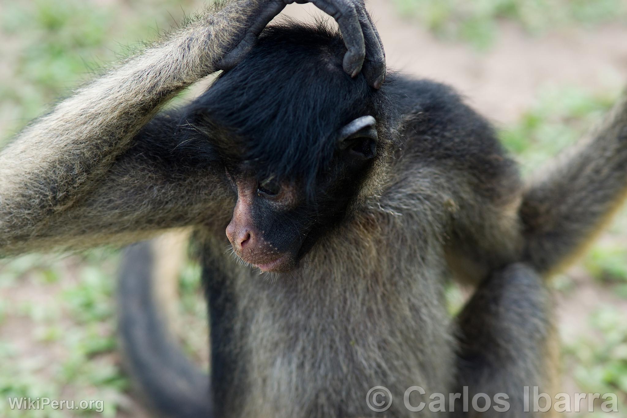 Gray Woolly Monkey