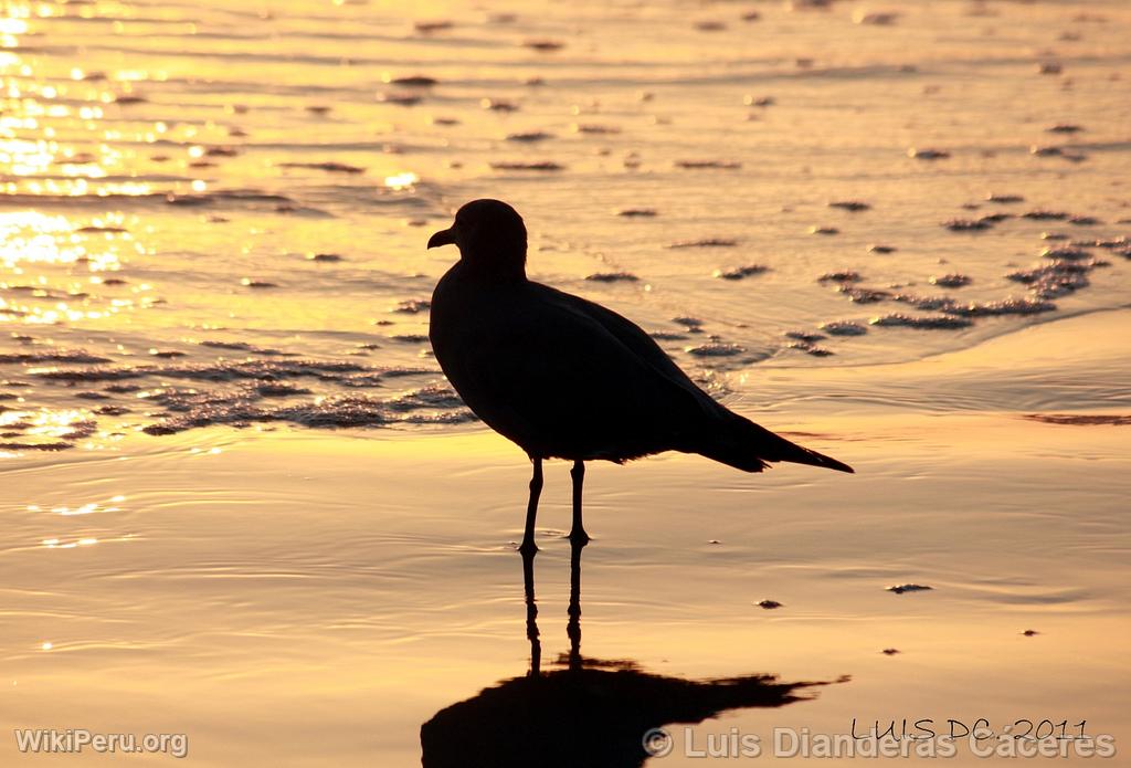 Seagull, Santa Maria Del Mar, Lima