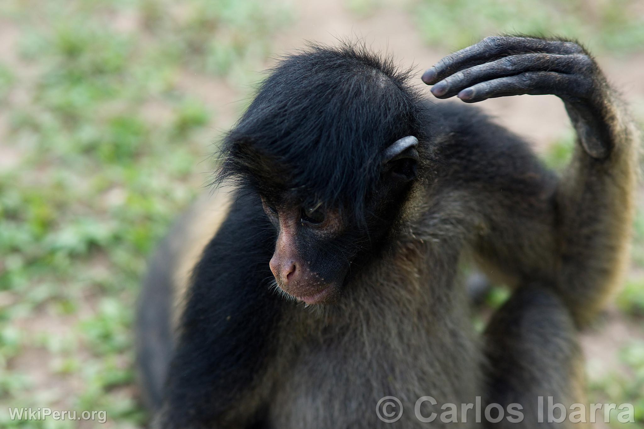 Gray Woolly Monkey