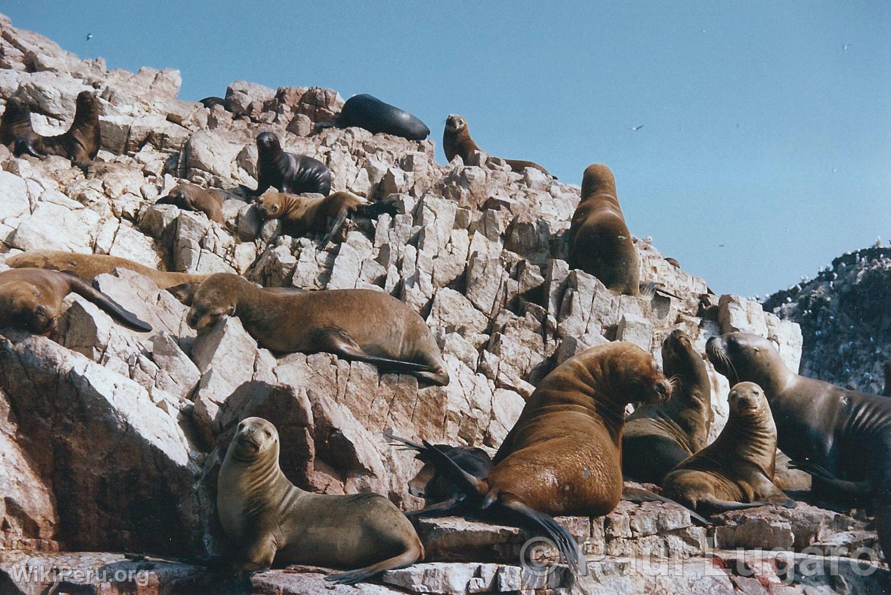 Ballestas Islands, Paracas