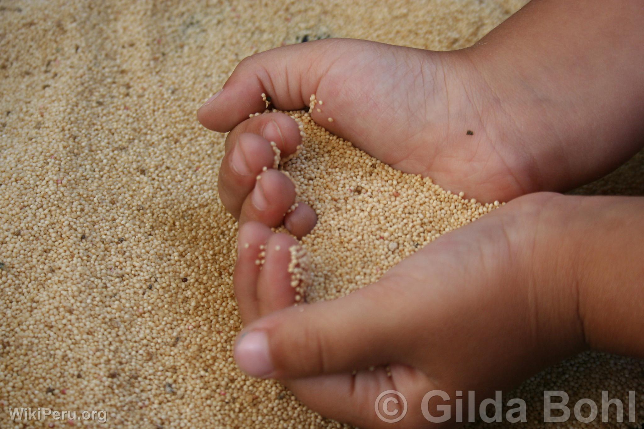 Quinoa