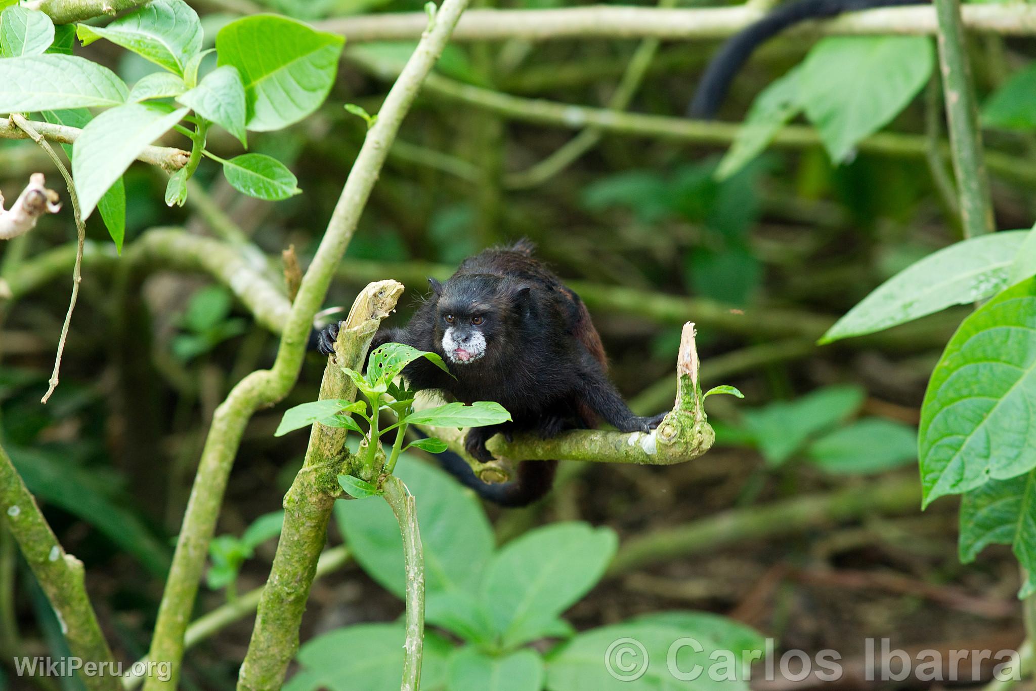 Saddle back tamarin