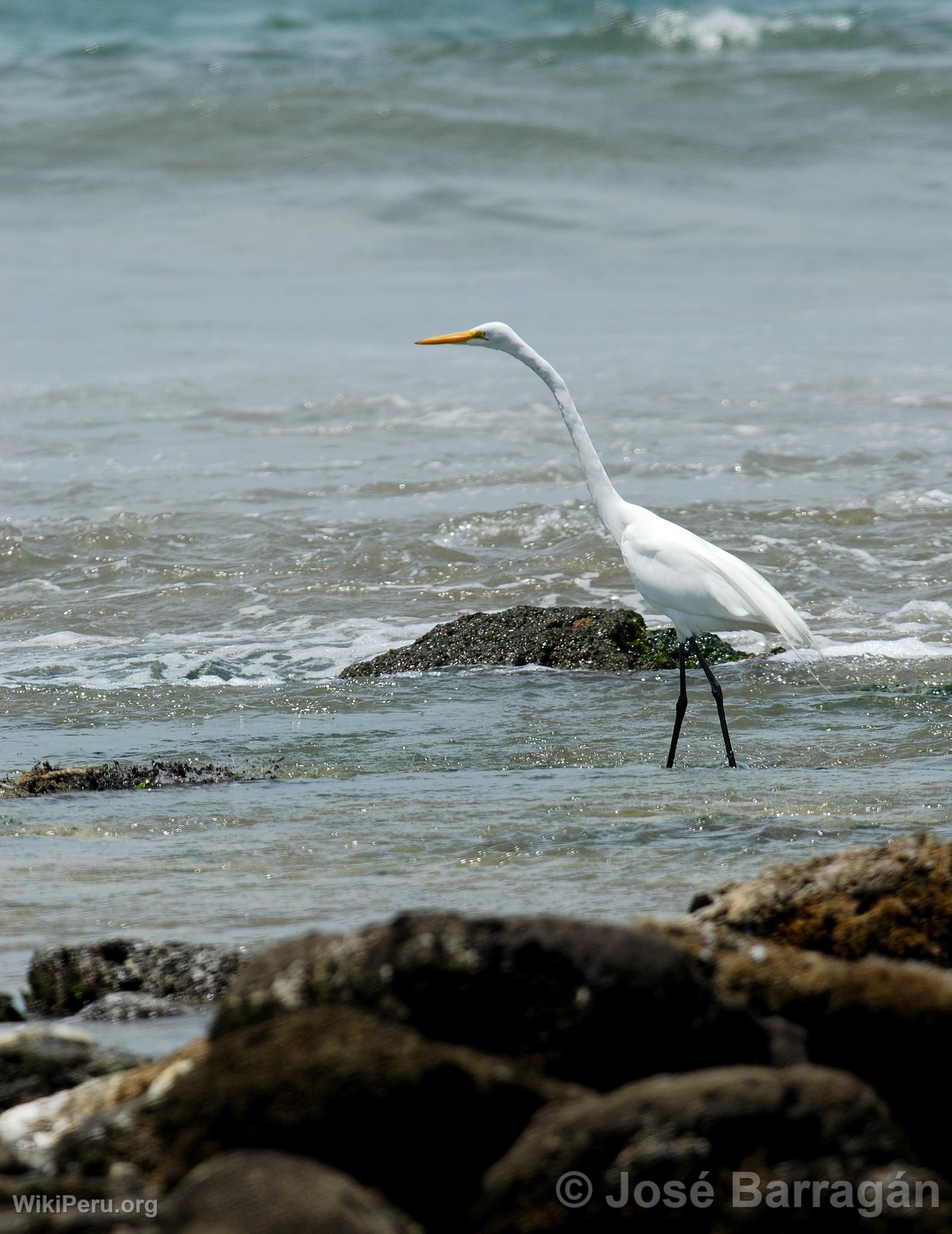 Great Egret in Mncora