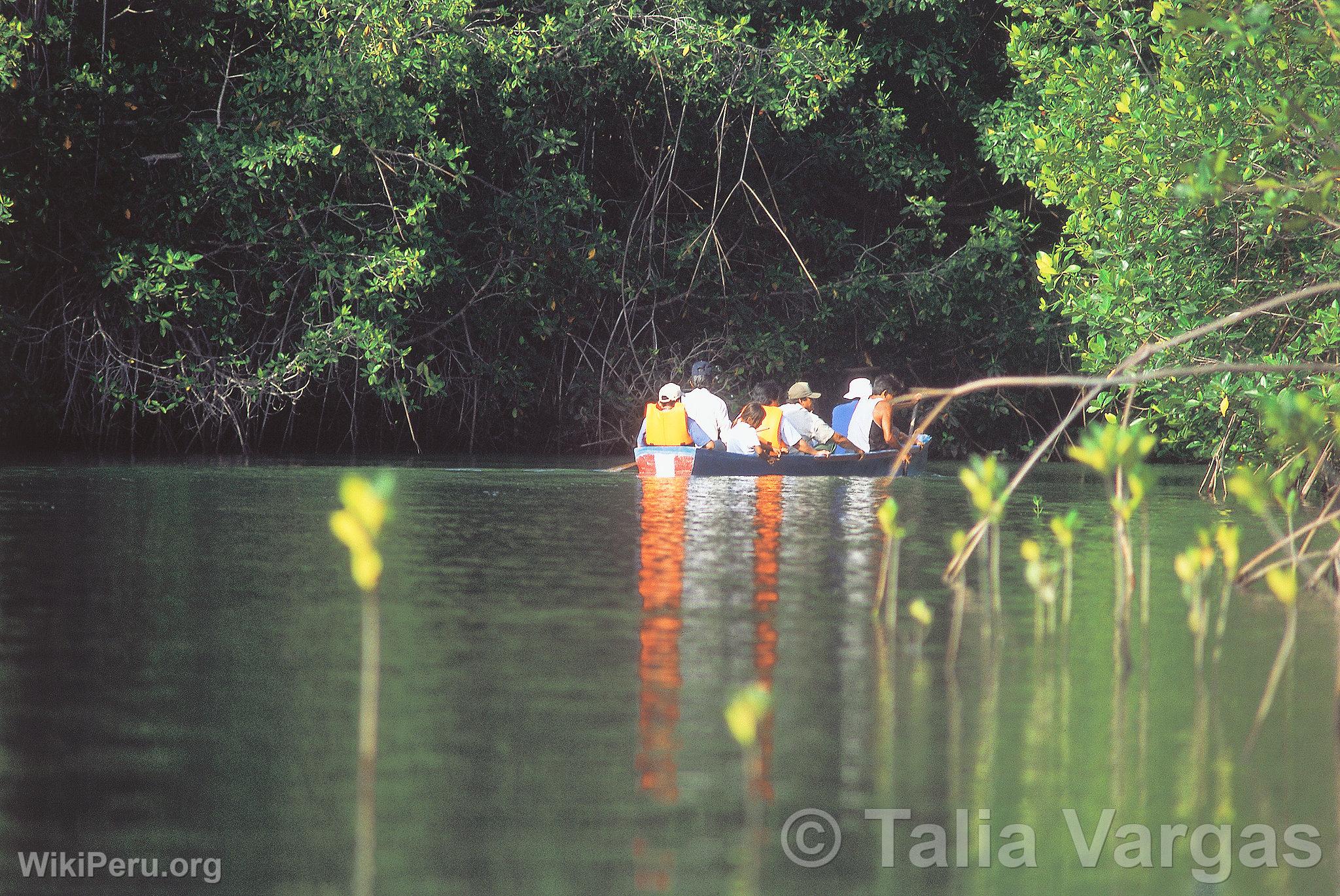 Tourist in the El Bendito Mangrove