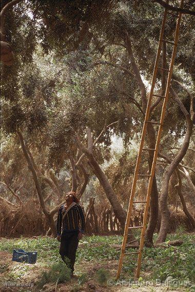 Olive Trees, Moquegua