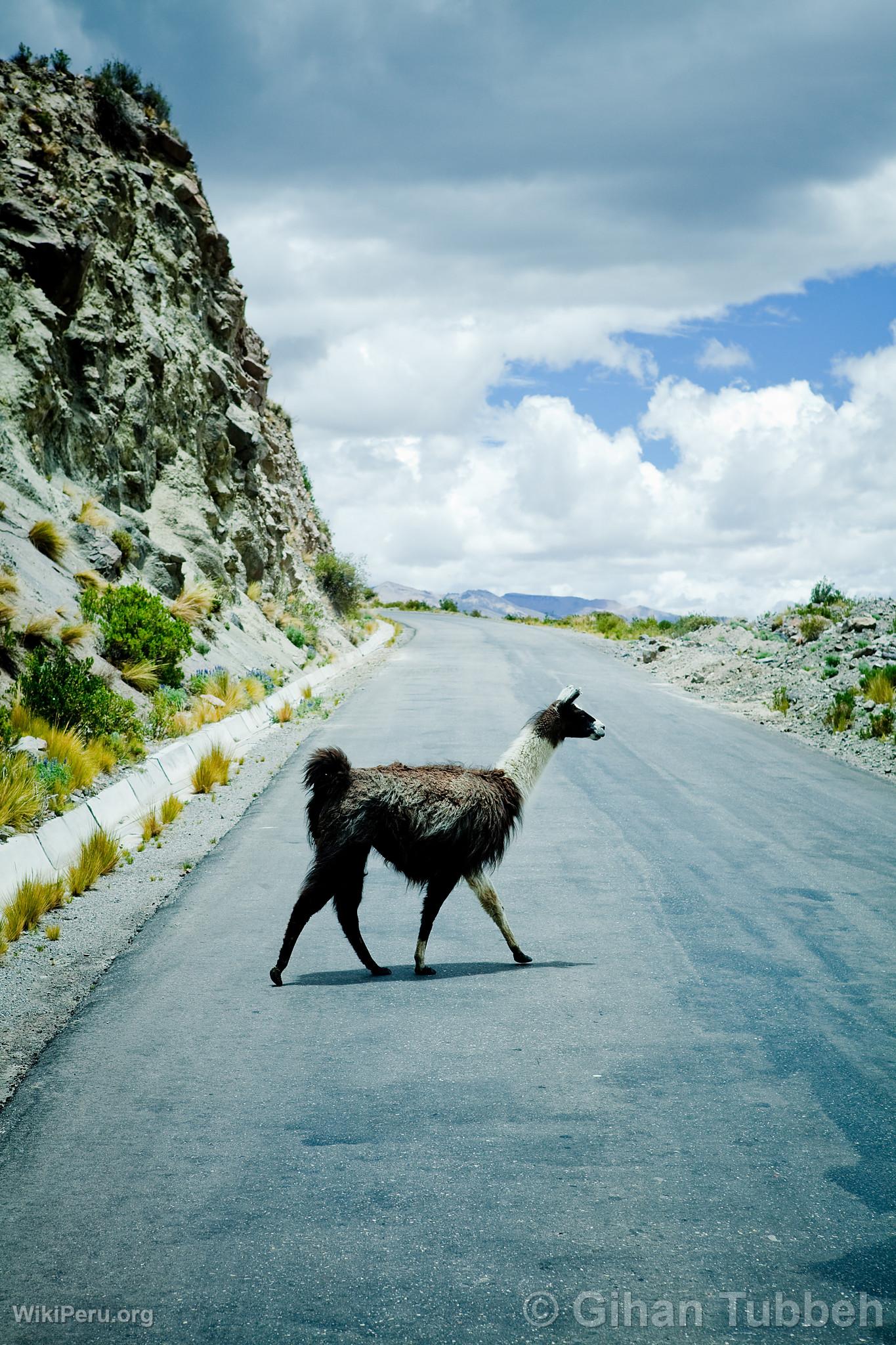 Llama in the Colca