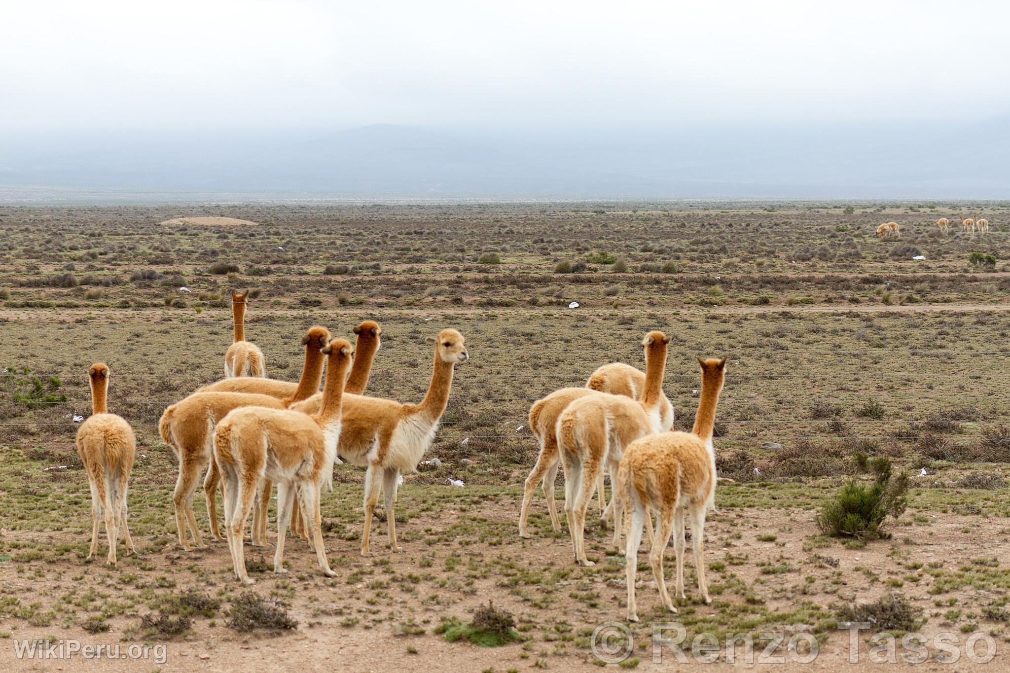 Vicuas at Salinas and Aguada Blanca