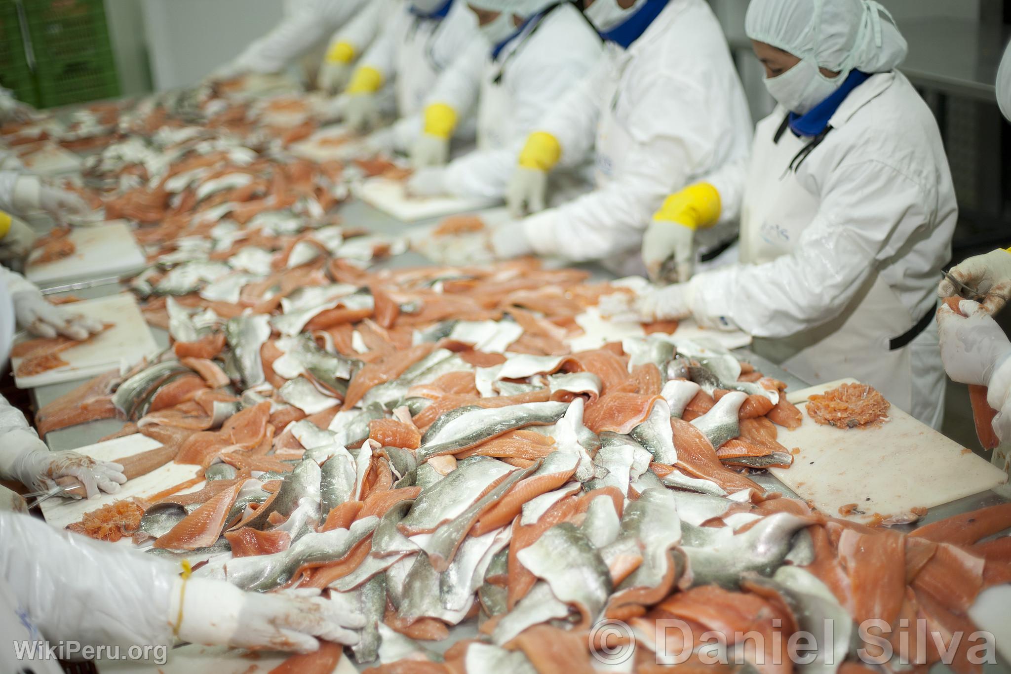 Trout Filleting