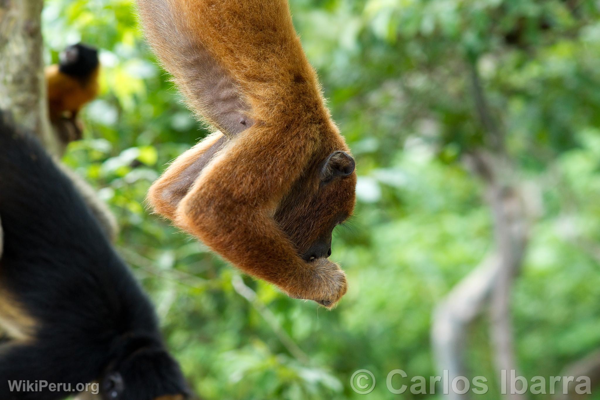 Red howler monkey