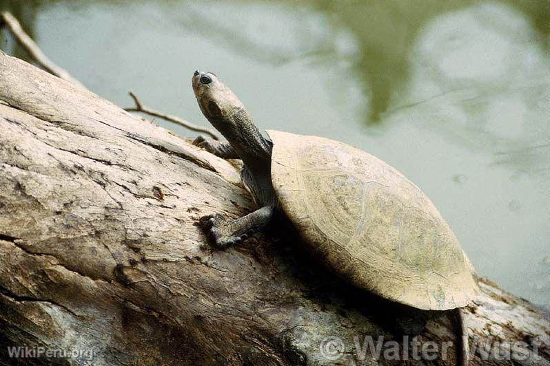 Taricaya Turtle