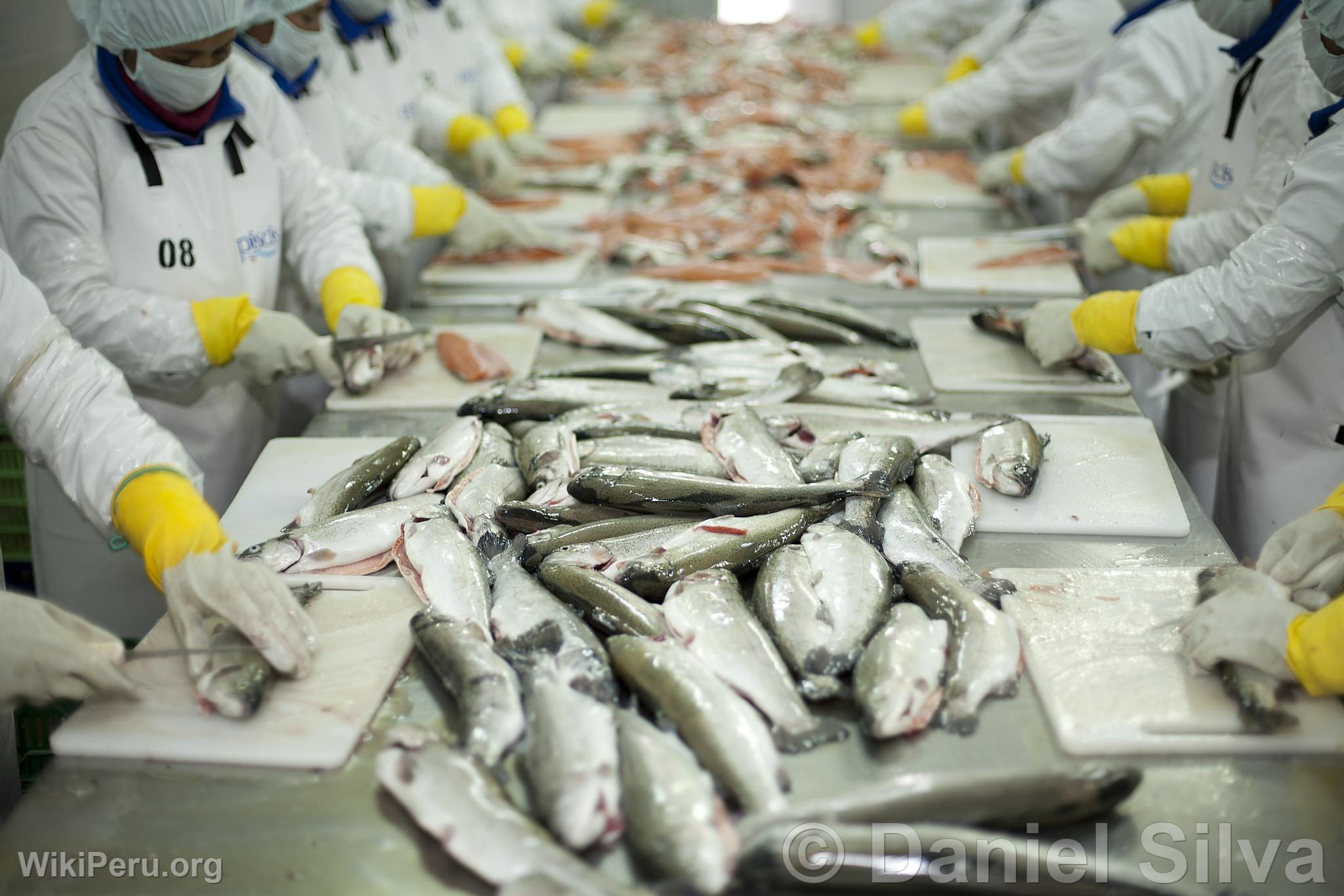 Trout Filleting