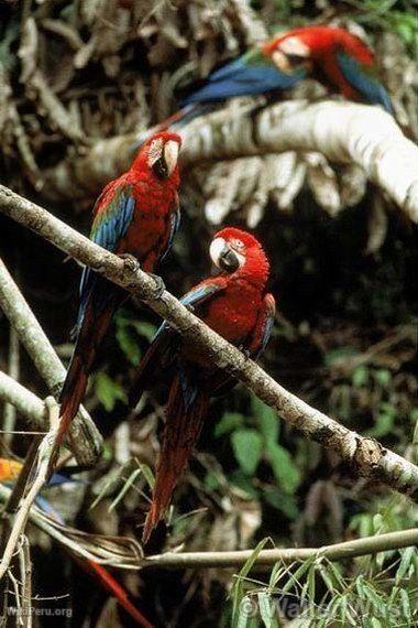 Macaws