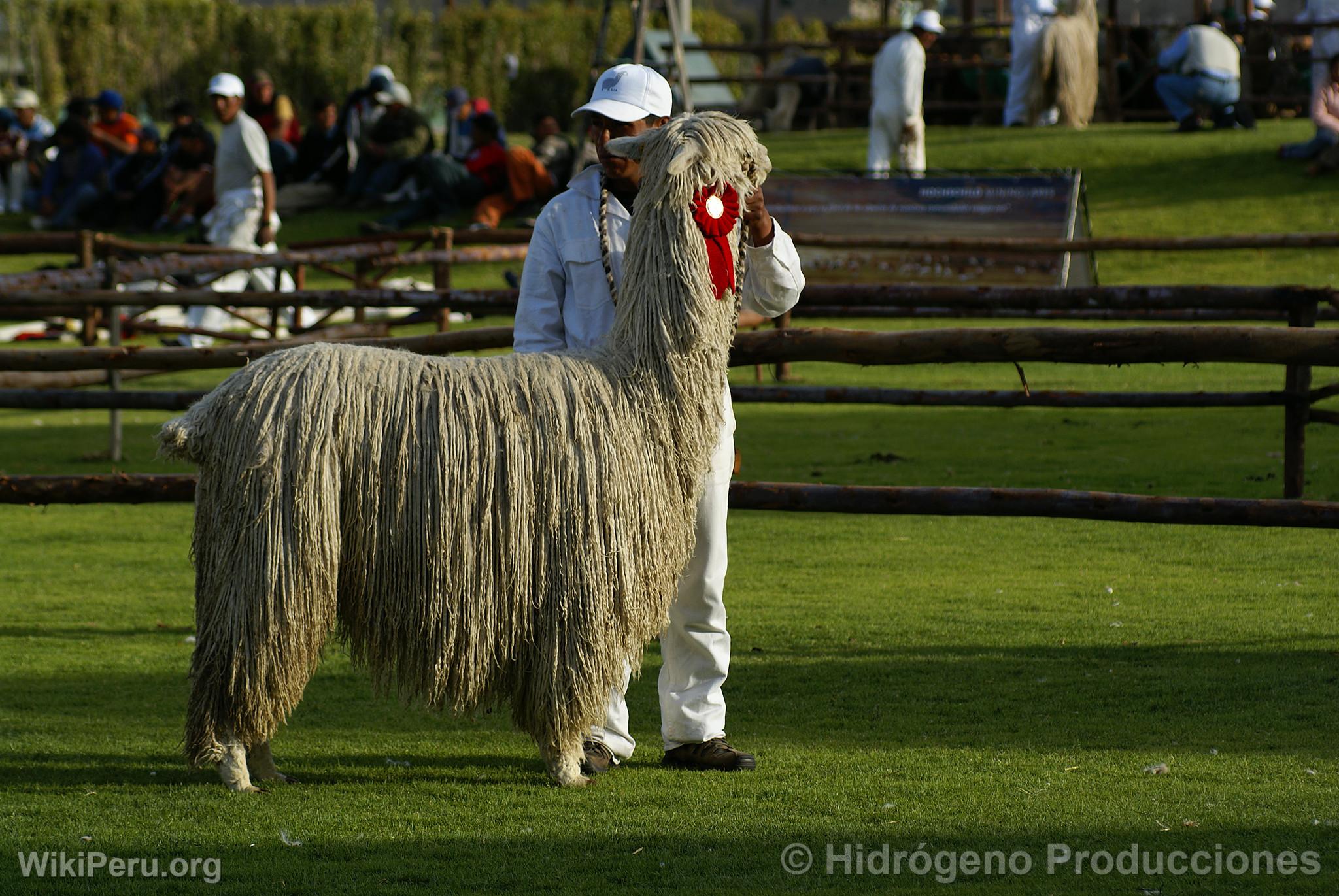 Alpaca Exhibition