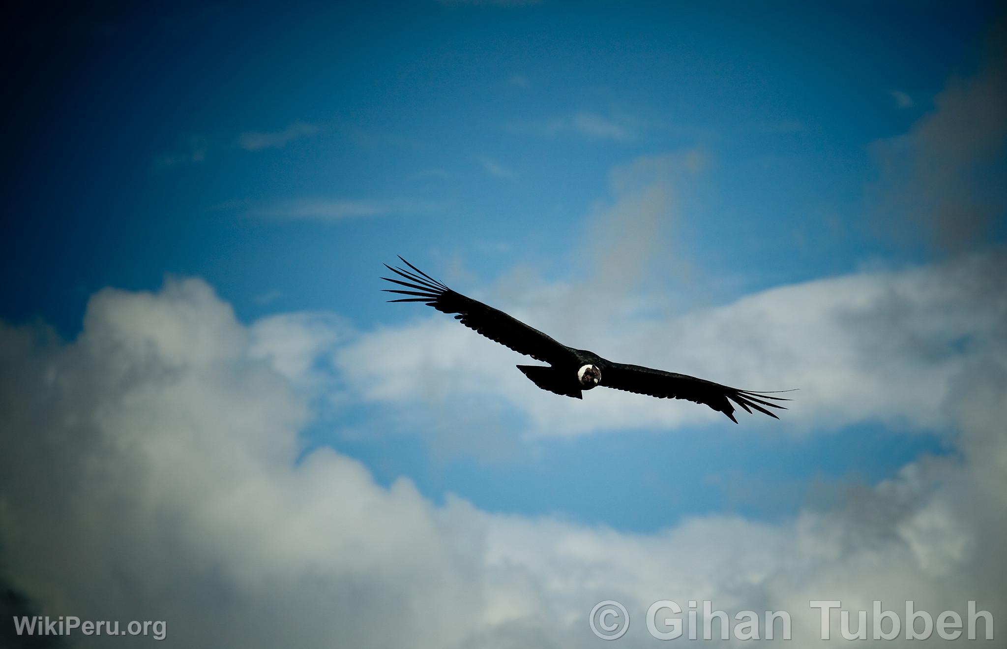 Andean Condor