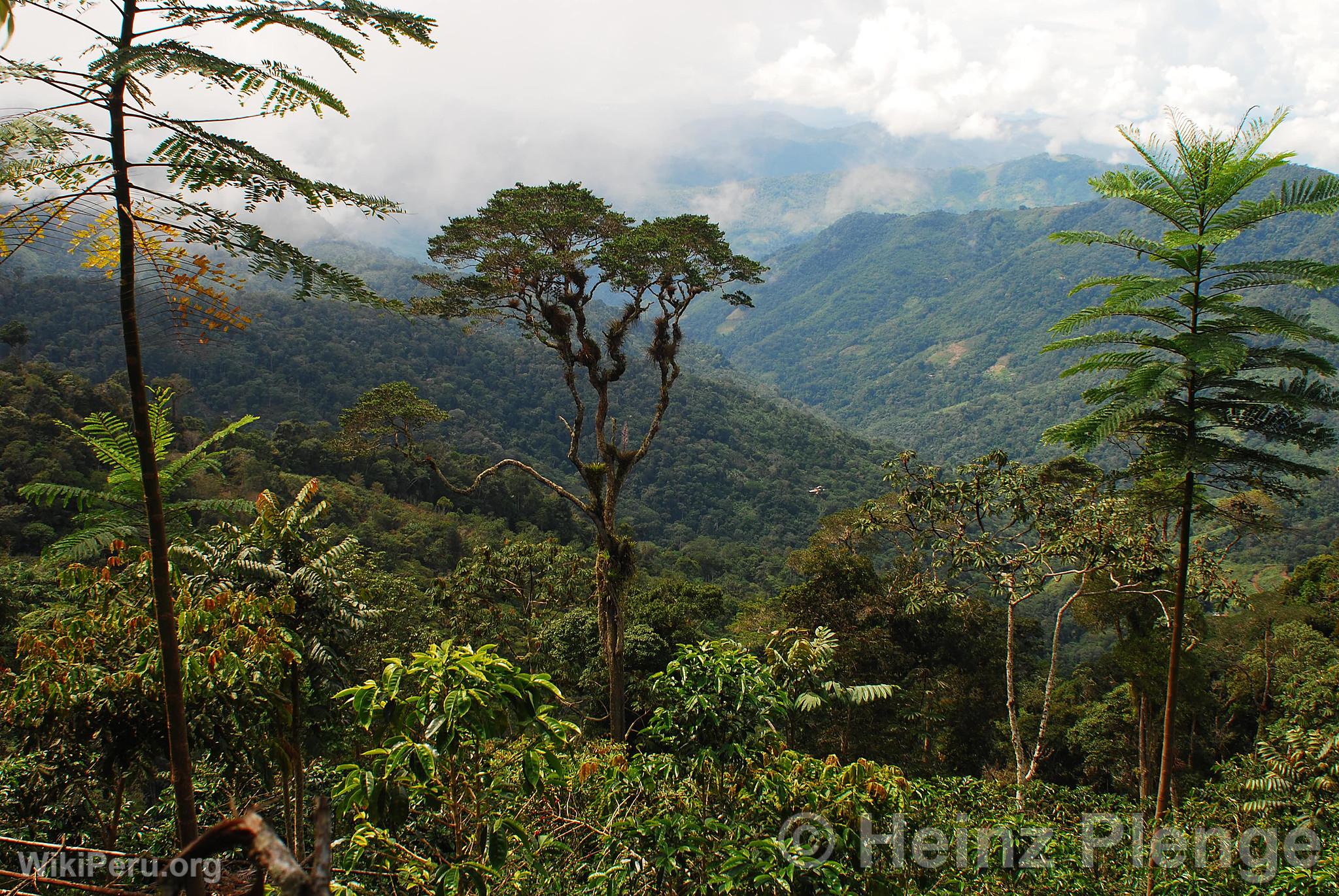 High Jungle Landscape