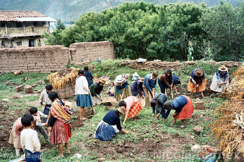 Women's orchard work, Huaylas