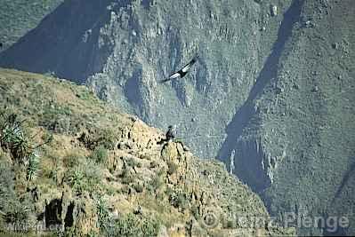 Colca