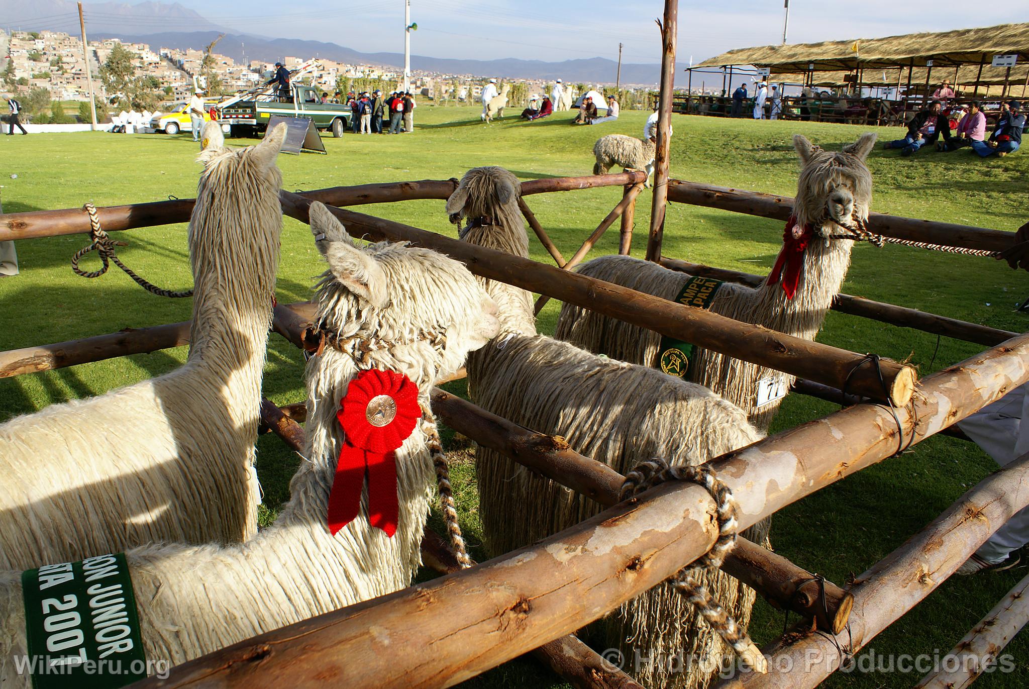 Alpaca Exhibition