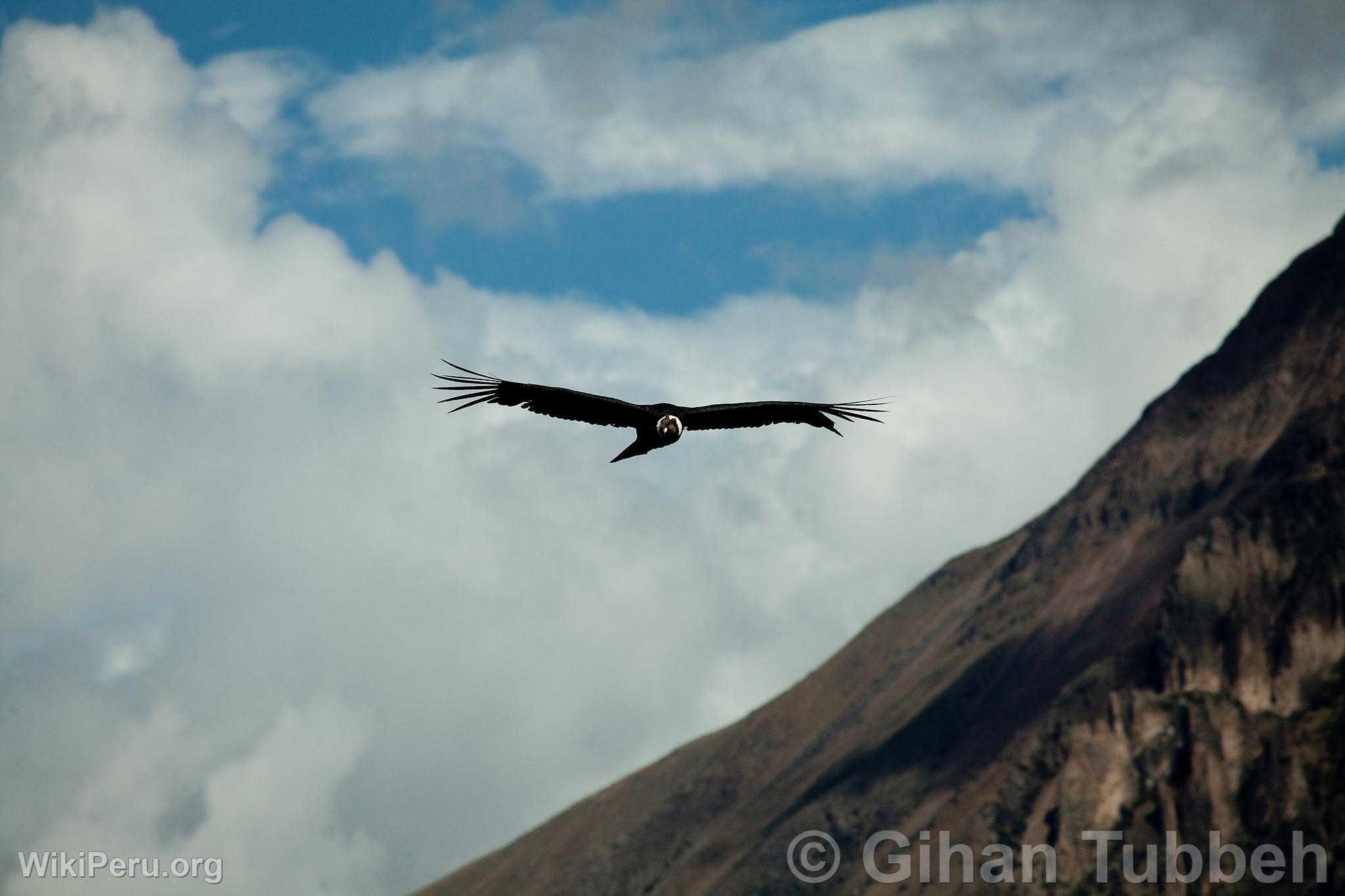 Andean Condor