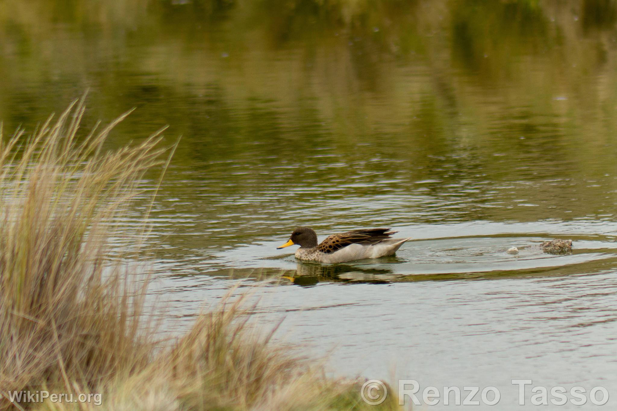 Speckled teal