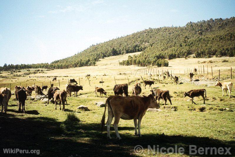 Canrey, Black River Basin, Recuay