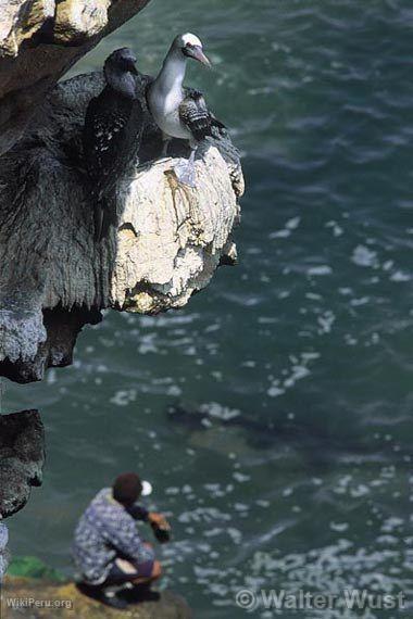 Fisherman off the Ilo Port