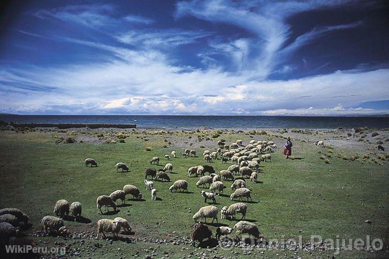 Grazing along the shores of Lake Titicaca