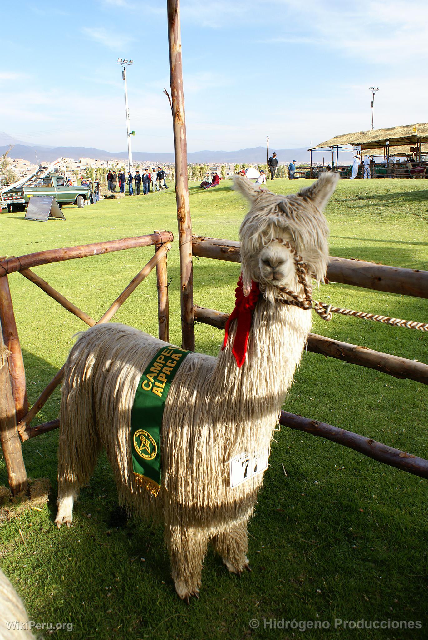 Alpaca Exhibition