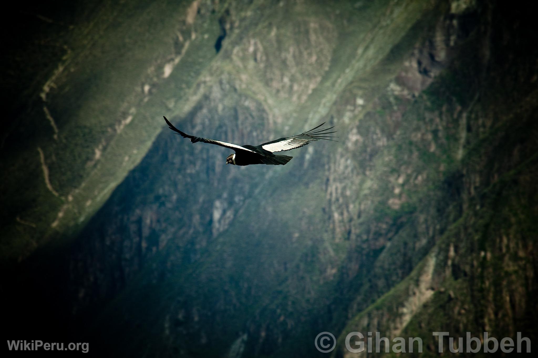 Andean Condor