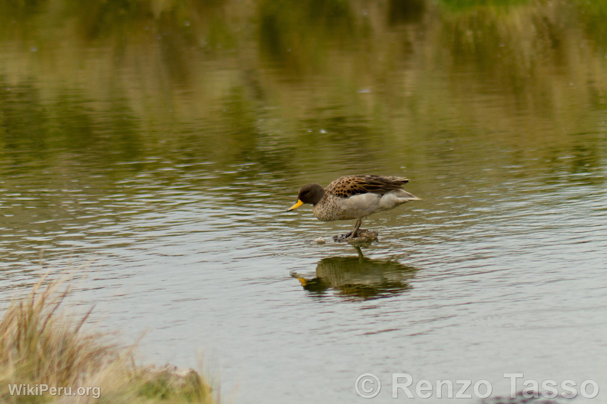 Speckled teal