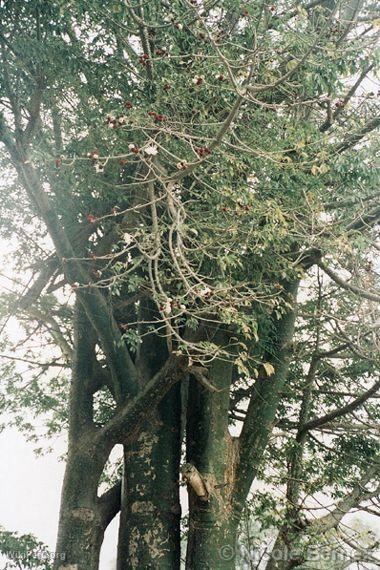 Ceibos, Santa Rosa de Quives