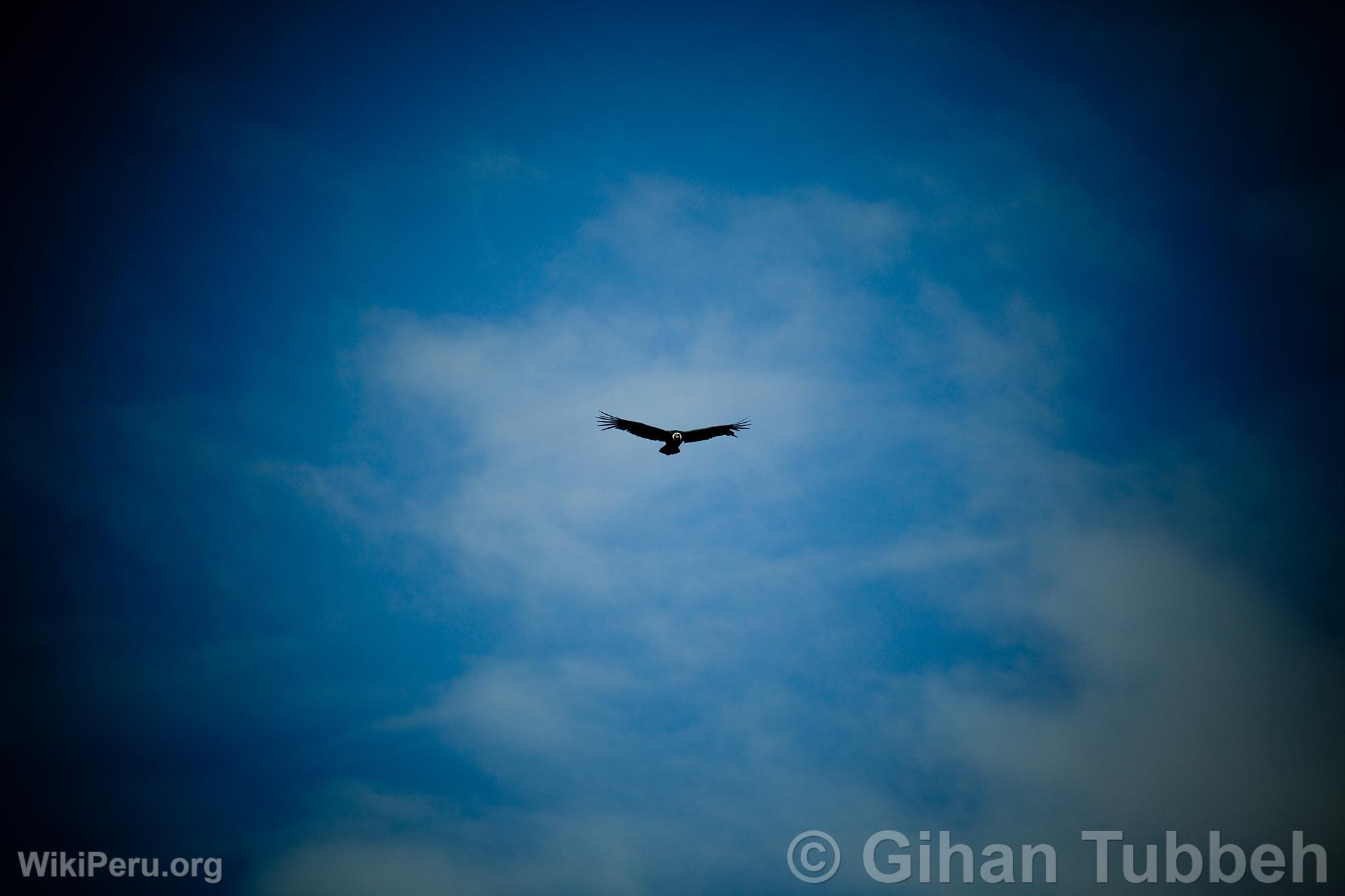 Andean Condor