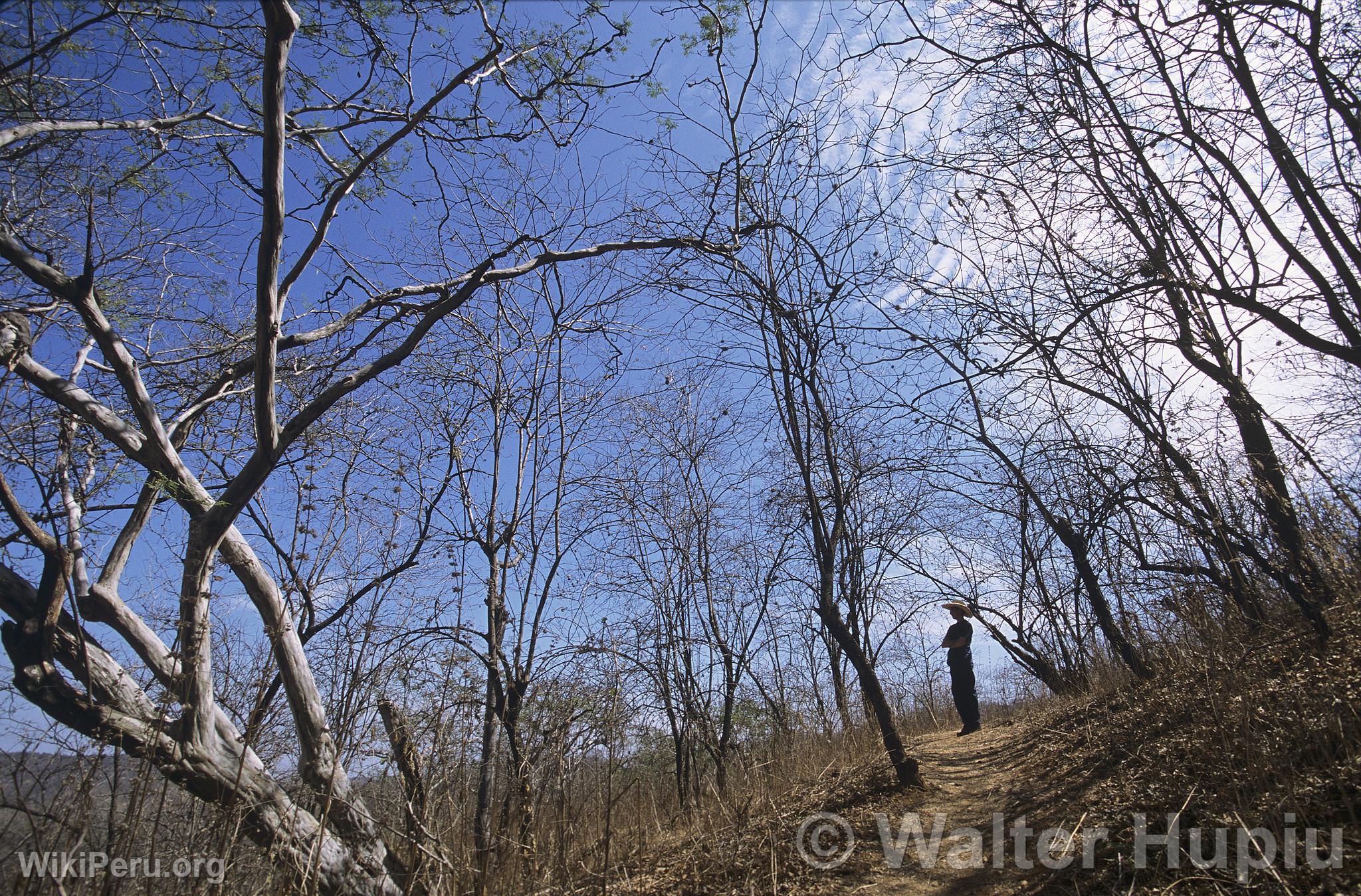 Dry Forest, Amotape