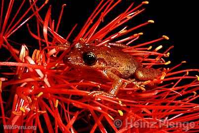 Frog in Tarapoto