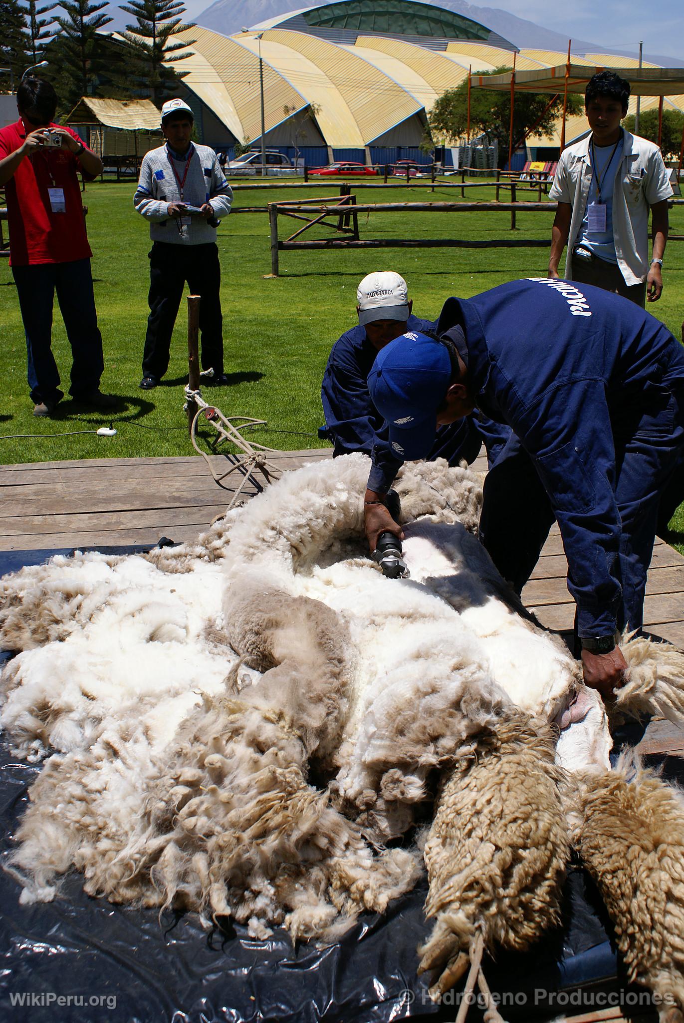 Alpaca Exhibition