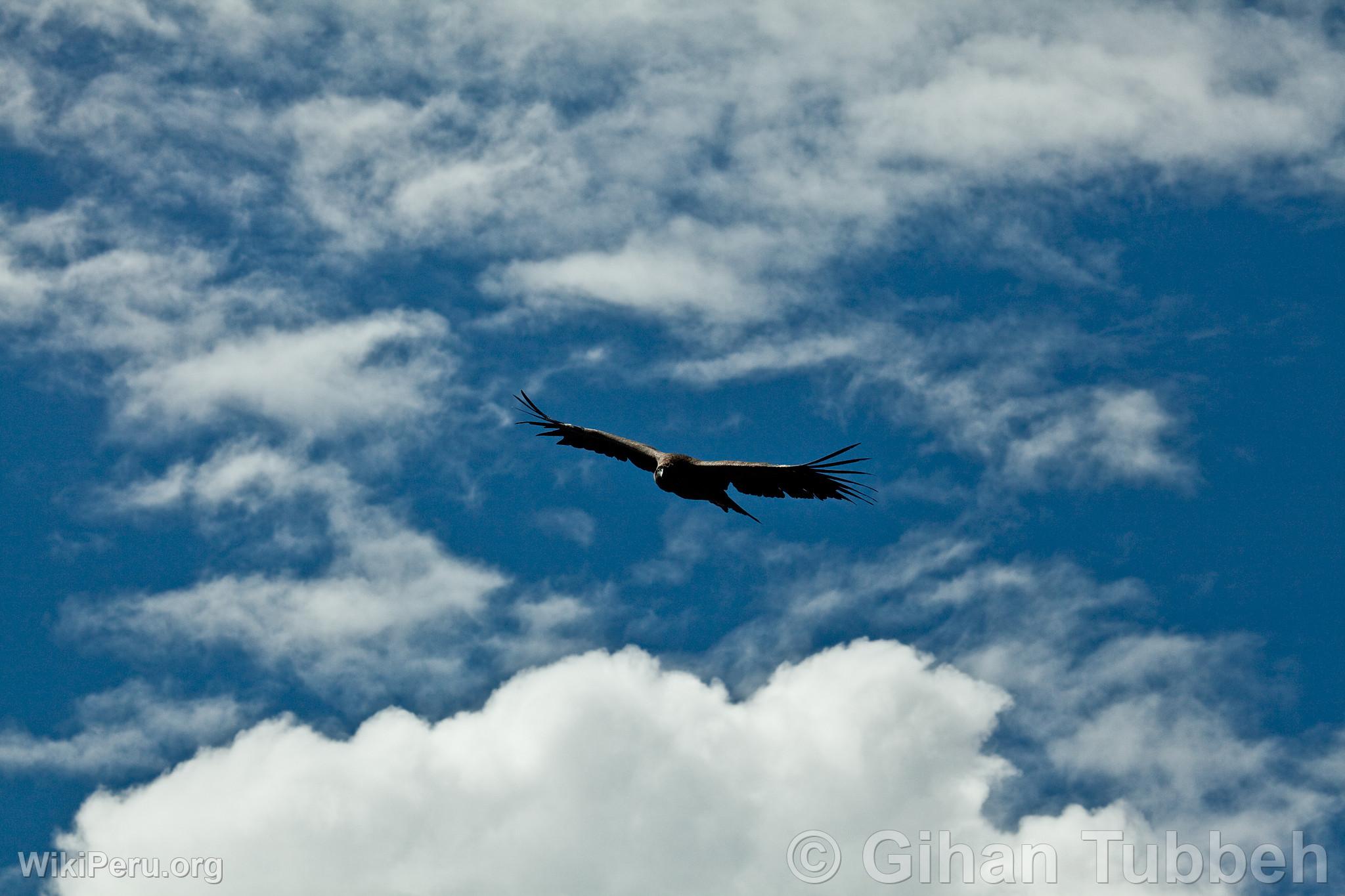 Andean Condor