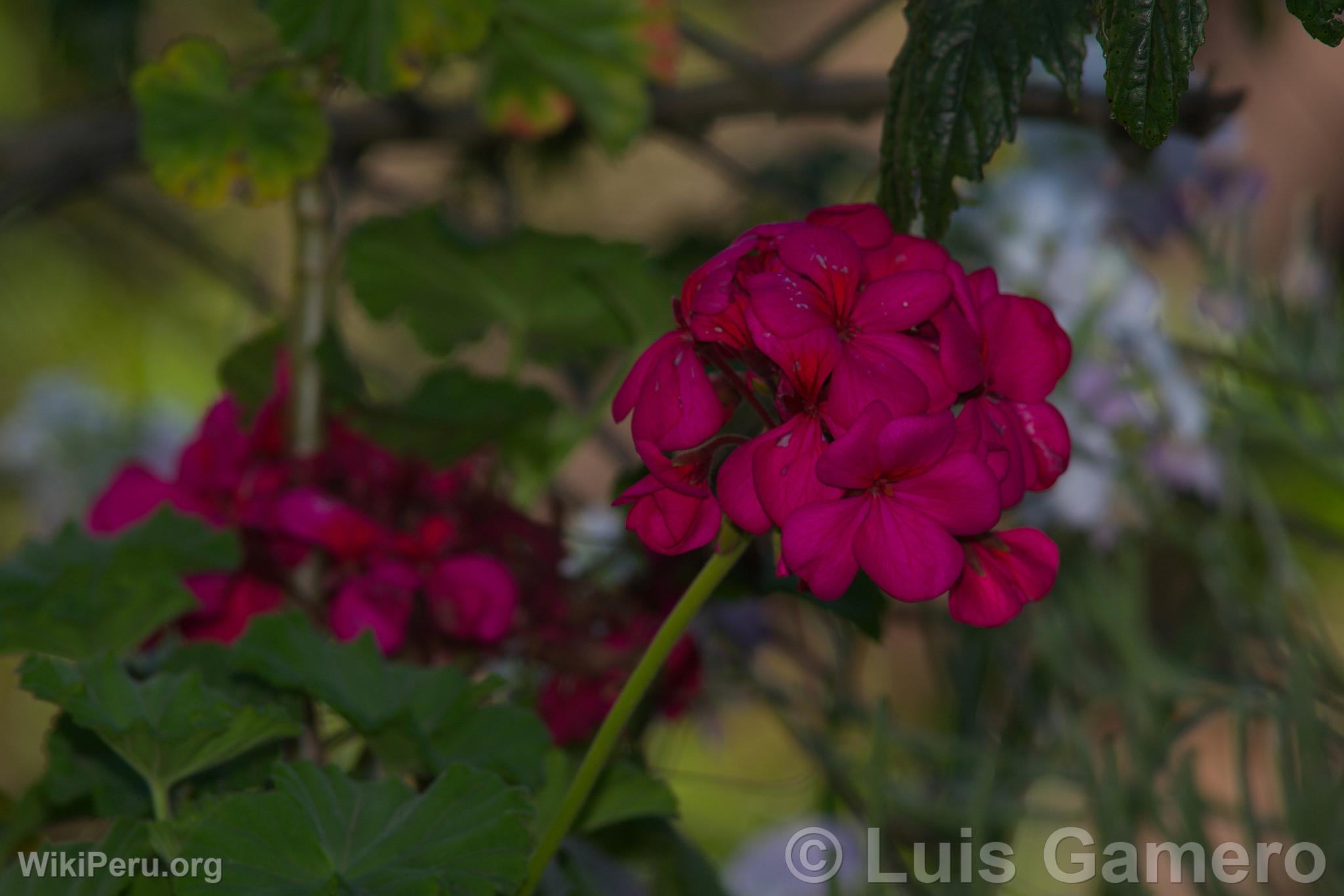 Wild Flowers