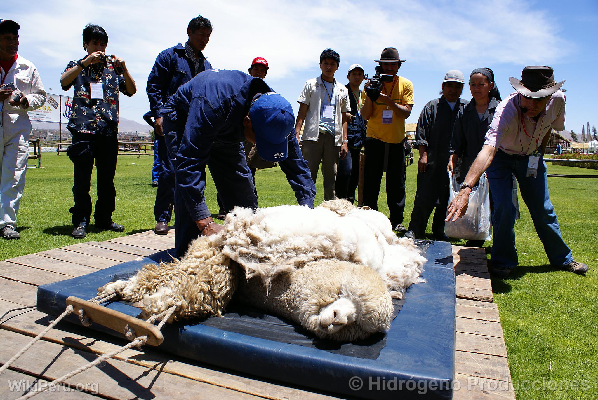 Alpaca Exhibition