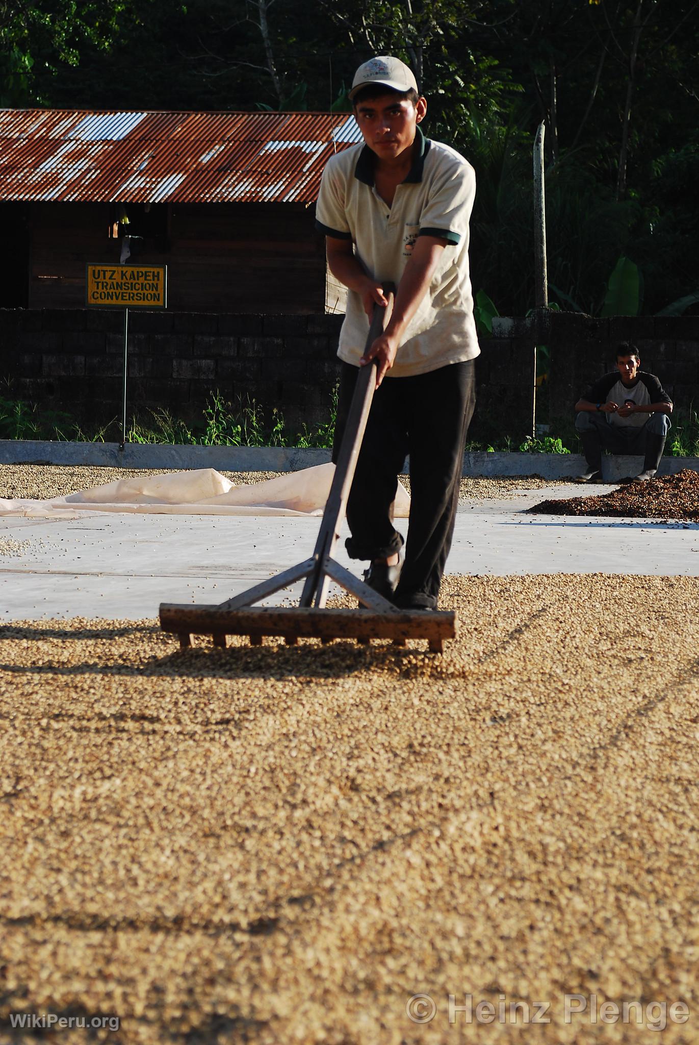 Raking and Drying Organic Coffee