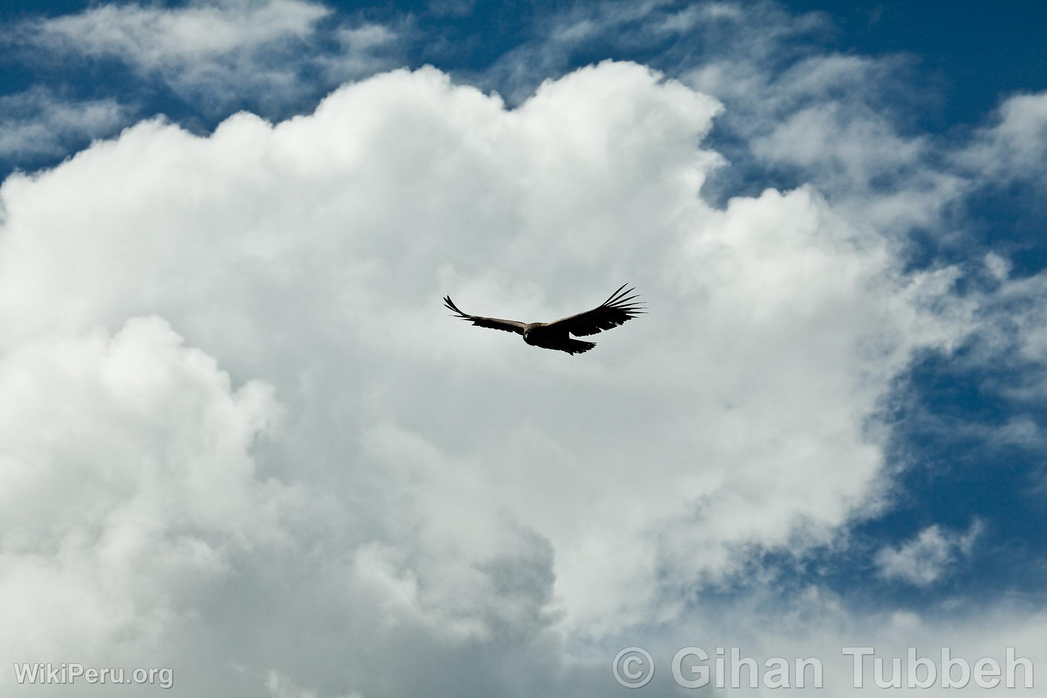 Andean Condor