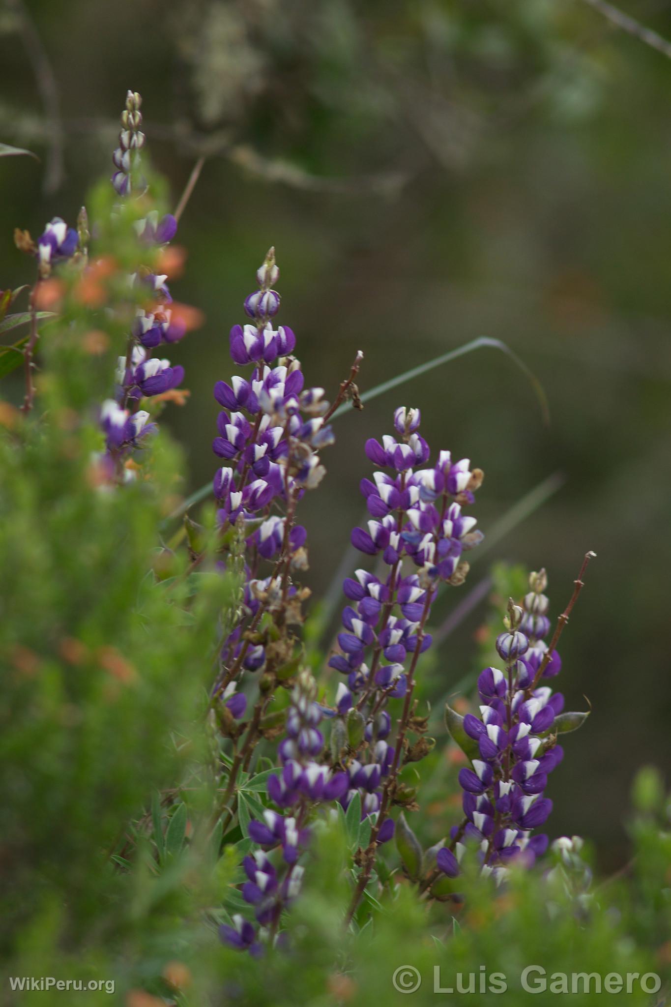 Wild Flowers, Kulap