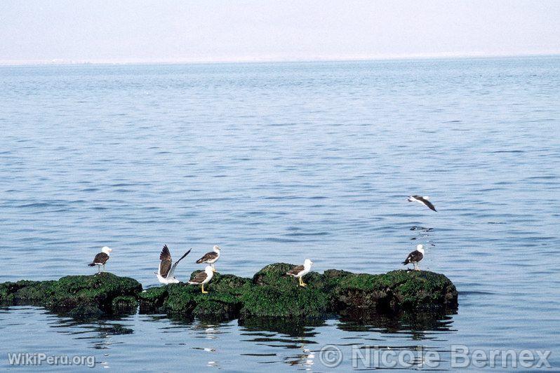 Paracas Bay