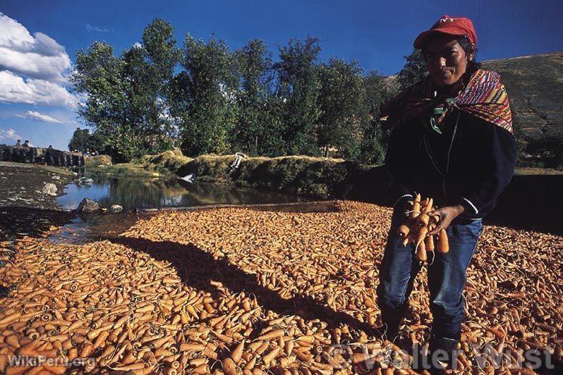 Carrot Harvest in the Mantaro Valley