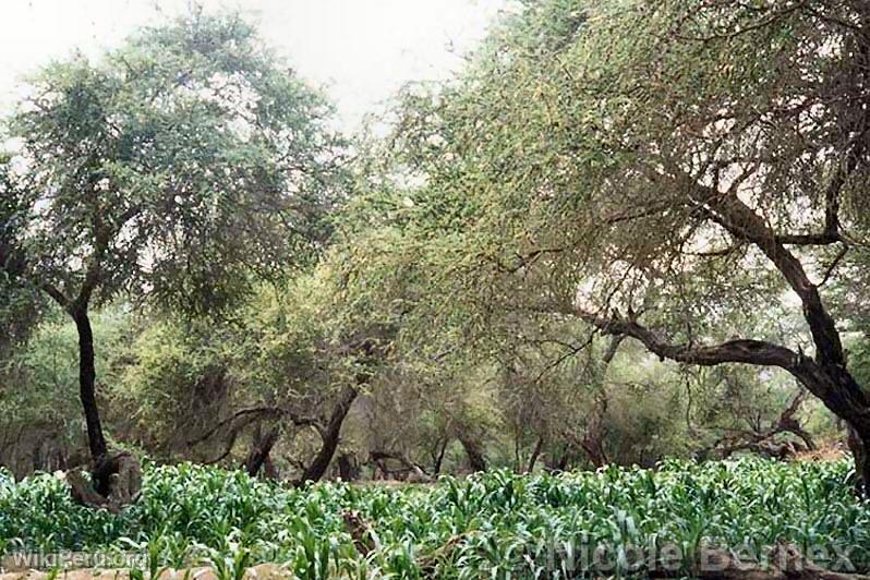 Algarrobo trees with corn in San Jos de Moro