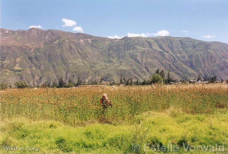 Black Cordillera