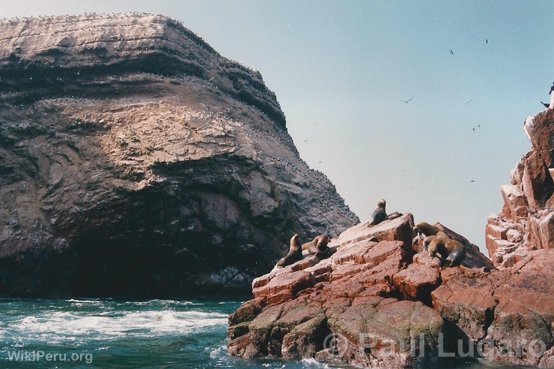 Ballestas Islands, Paracas