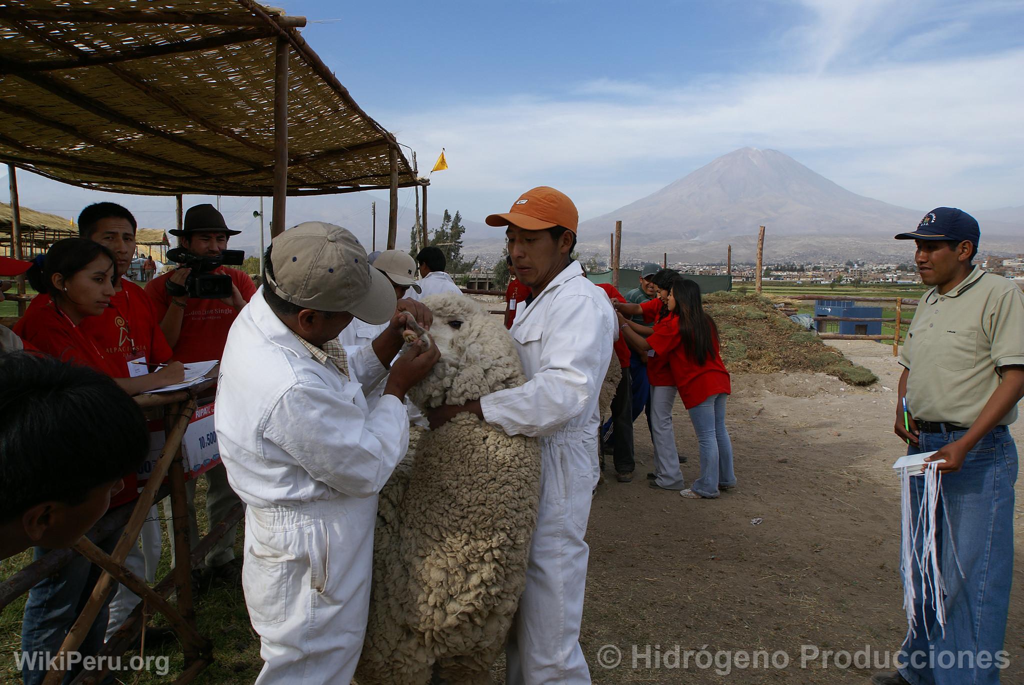 Alpaca Exhibition