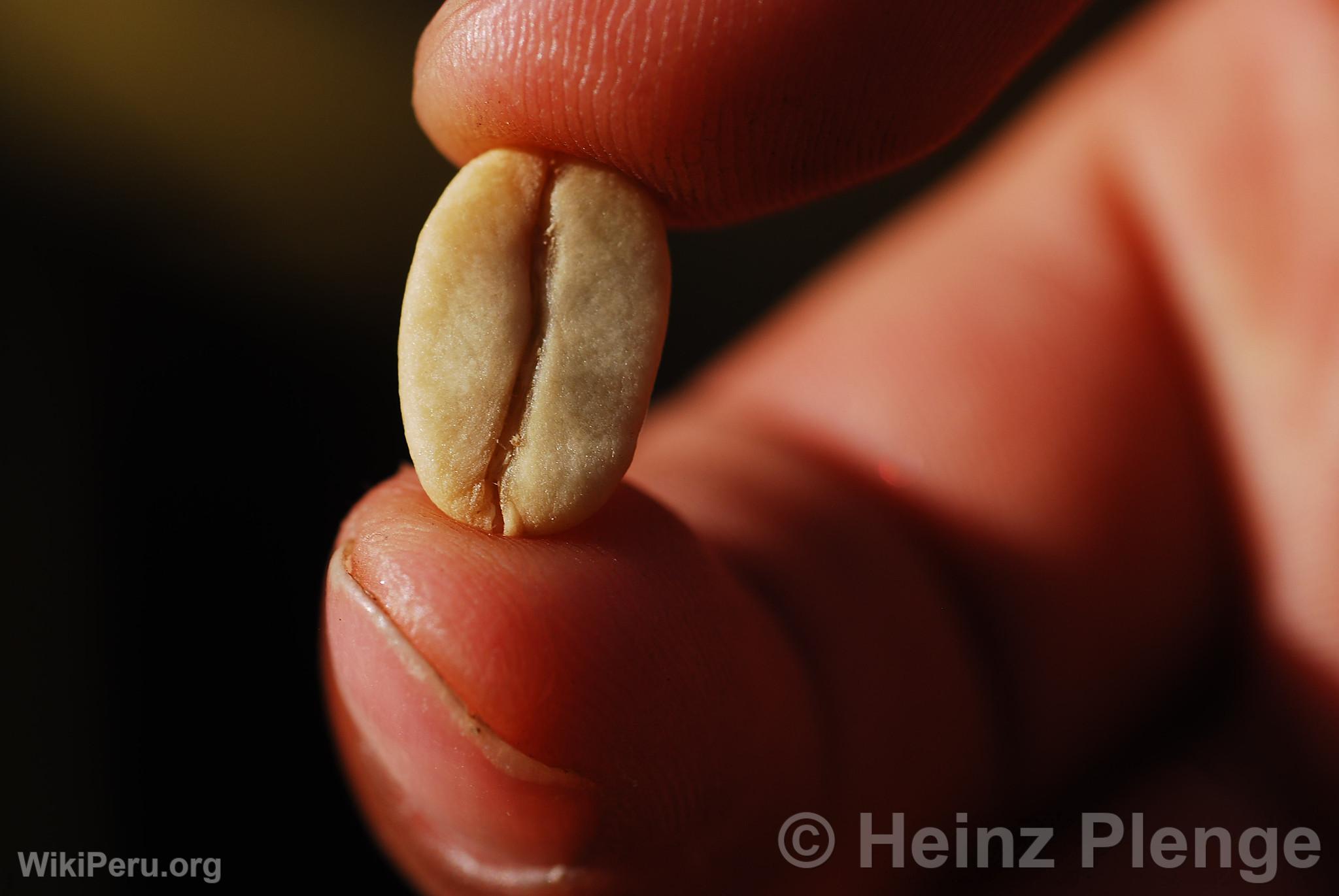 Pergamino Coffee Bean