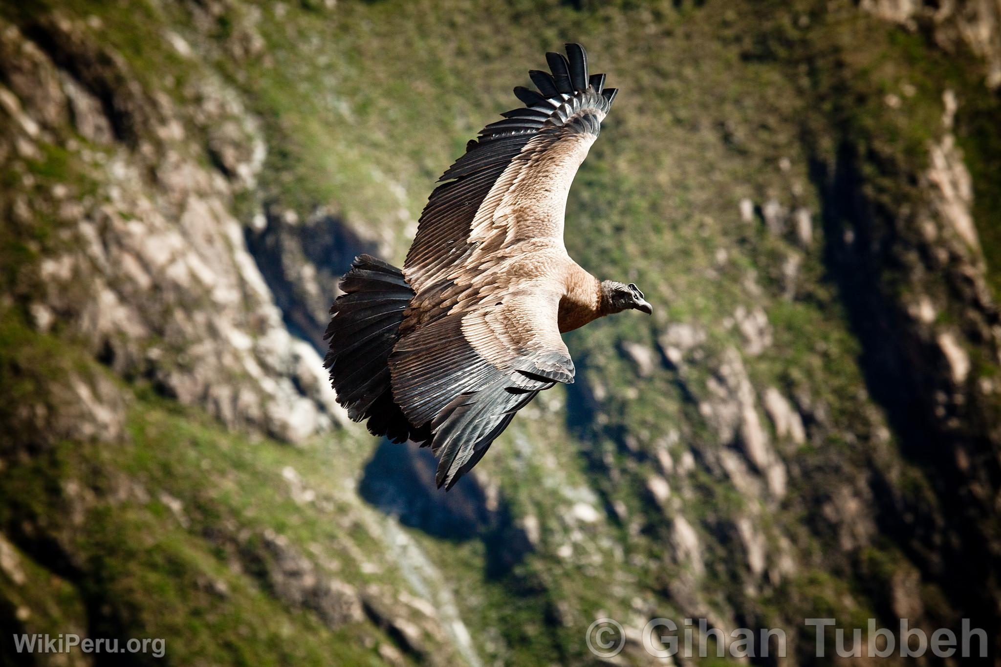 Andean Condor